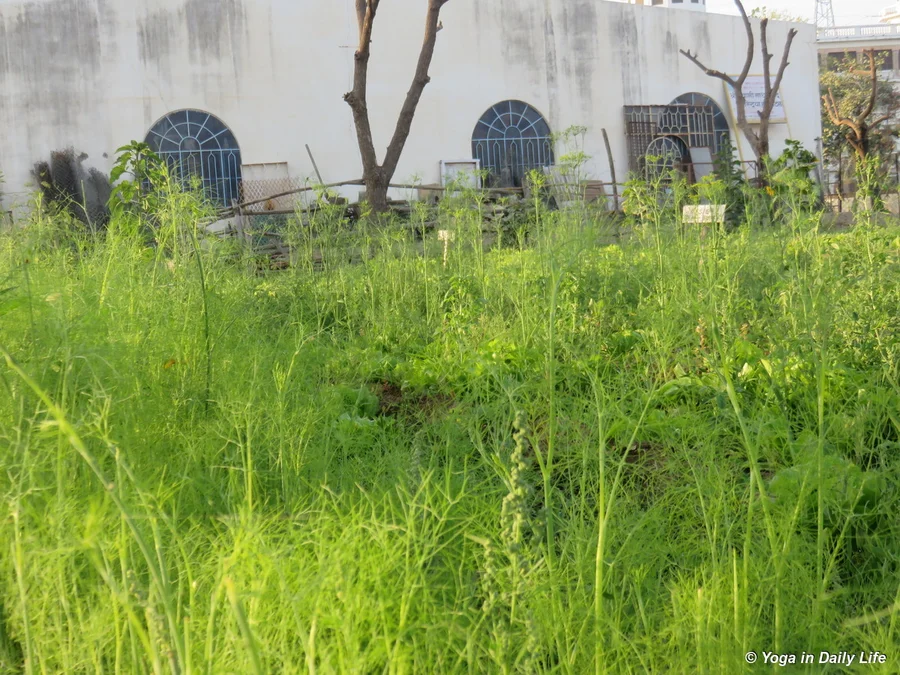 fennel which we cut into the salad